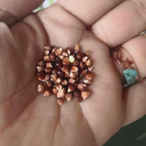 Corn Baby Chires (1 Gram)