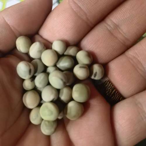 Pea Sugar Snap Mangetout (30 Seeds)