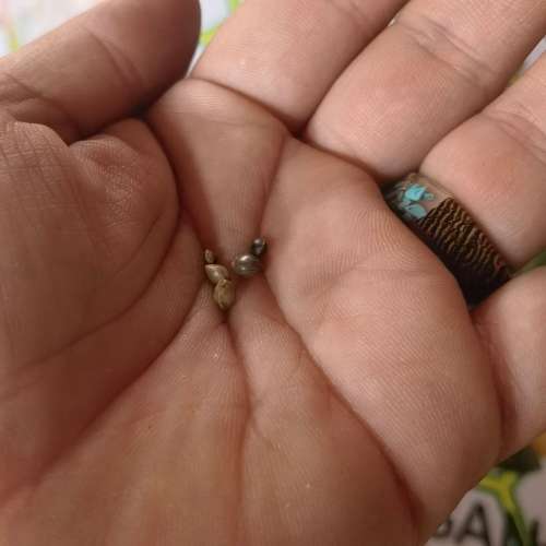 Maui Wowie (5 Seeds)