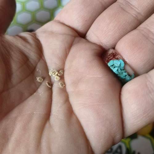 Tomato Orange Strawberry (10 Seeds)