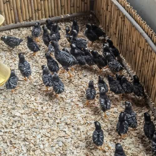 Fertile Potch Koekoek Chicken Eggs (Per 30 Egg Tray)