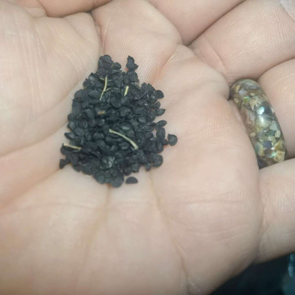 Onion Japanese Single Stem (2.5ml Seeds)