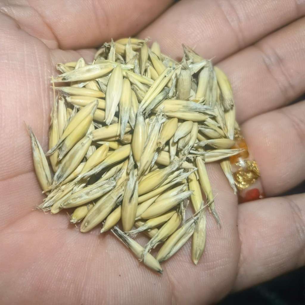 Oats (15ml - Approximately 150 Seeds)