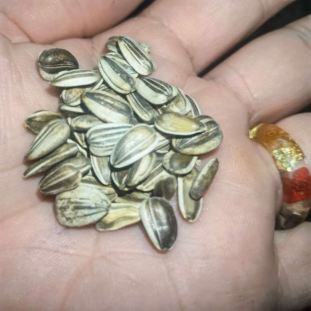 Sunflower Titan (50 Seeds)