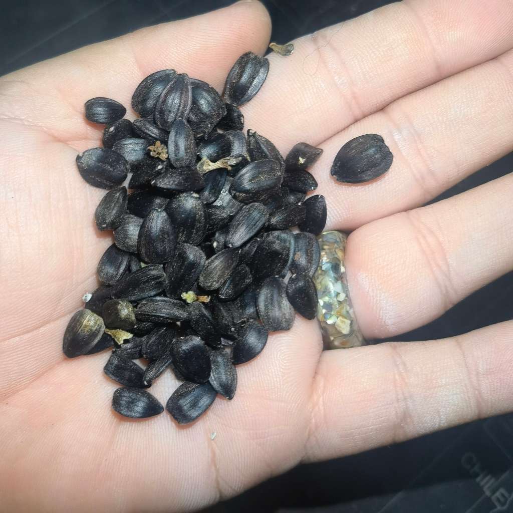Sunflower Giant Black Nigerian Oilseed (15ml - Approximately 90 Seeds)