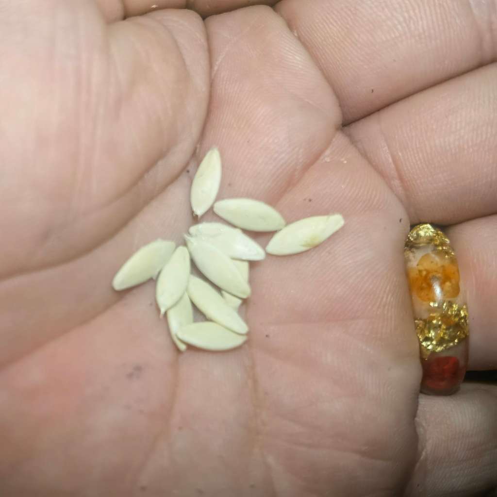 Cucumber Rhinish Pickling (7.5ml - Approximately 150 Seeds)