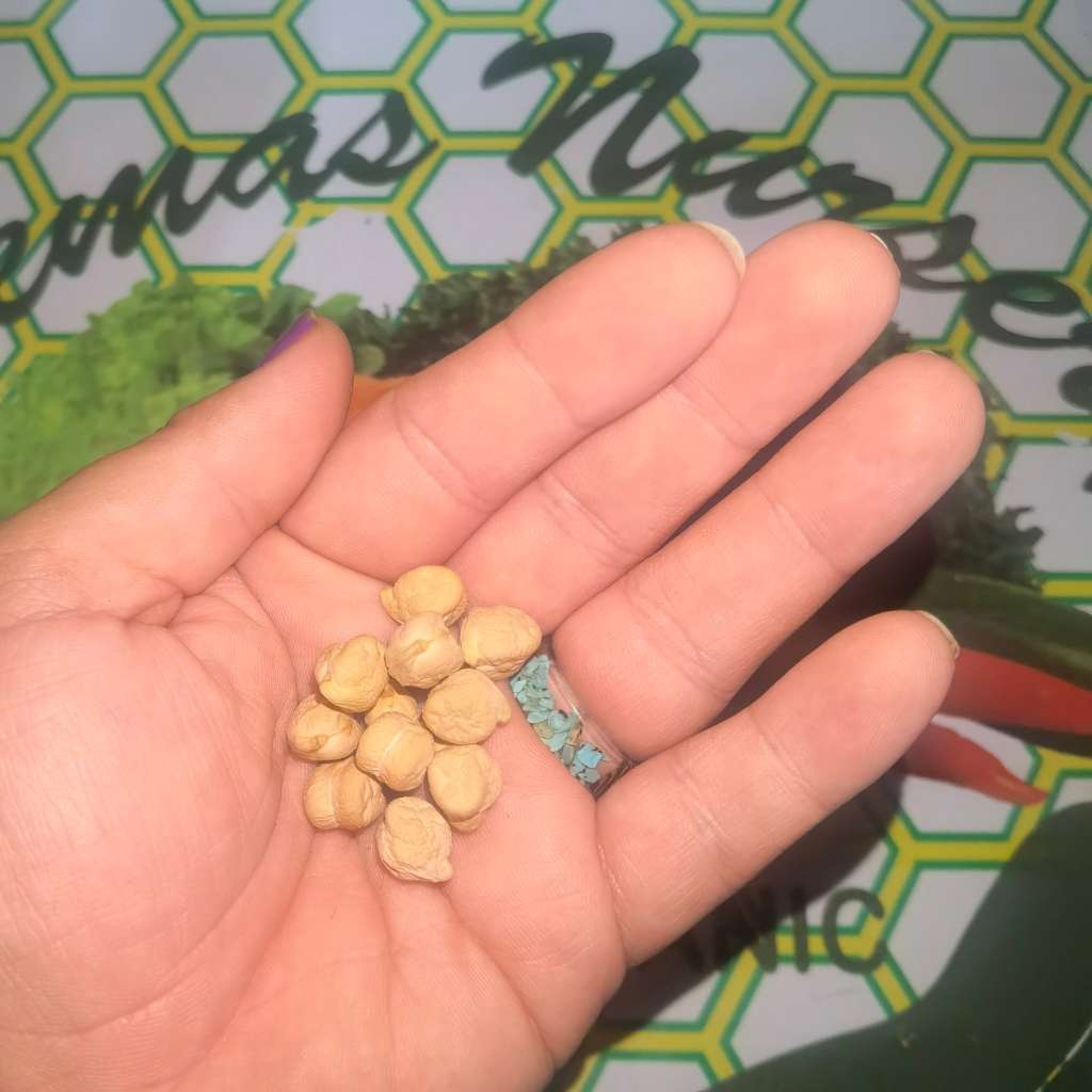 Chickpea - Garbanzo Bean (10 Seeds)
