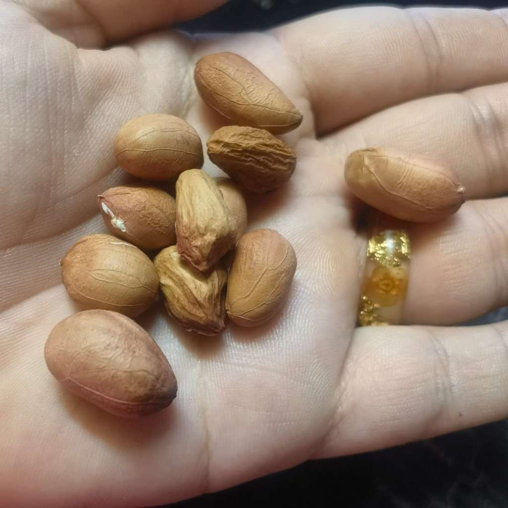 Peanut Big Brown (10 Seeds)