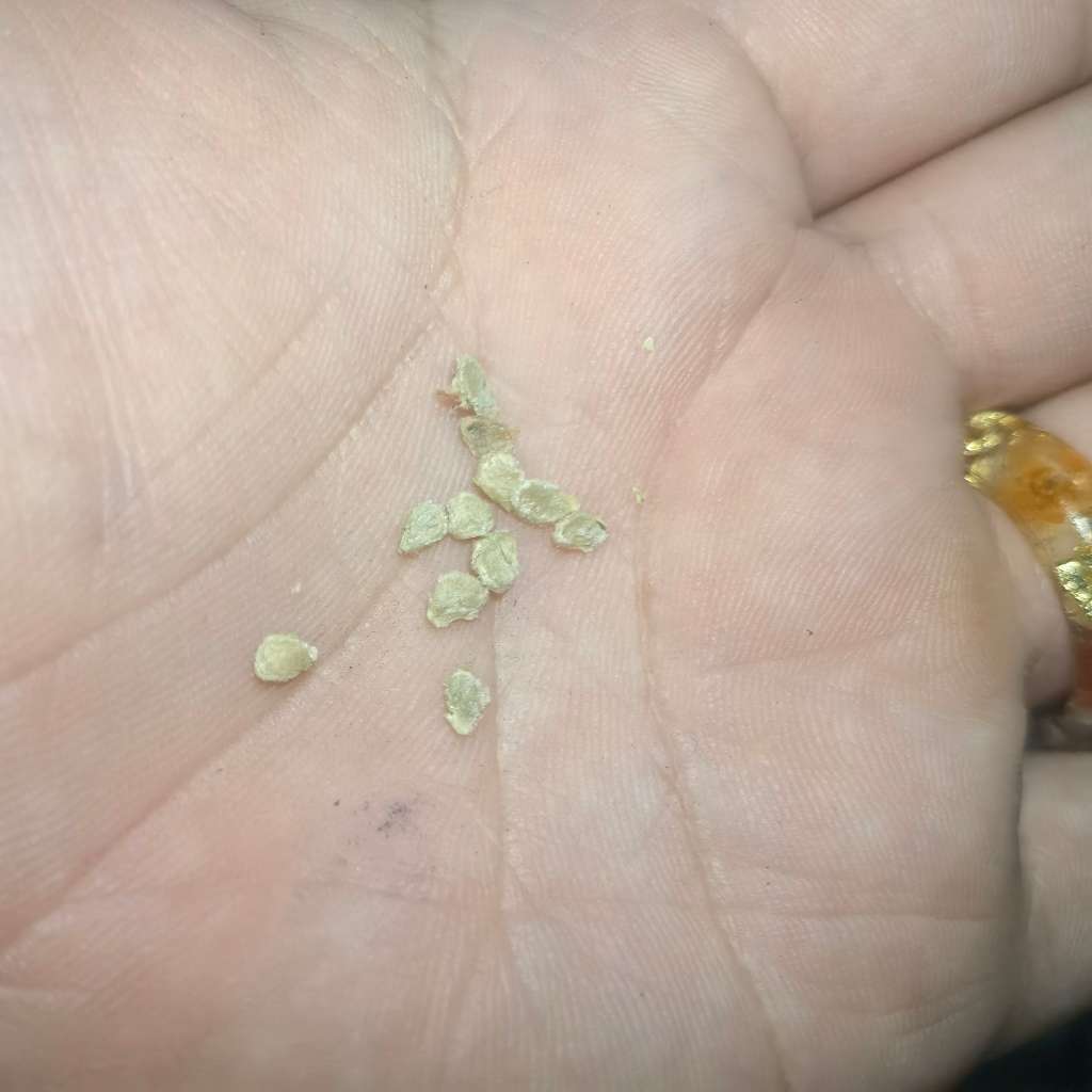 Tomato Chocolate Stripes (10 Seeds)