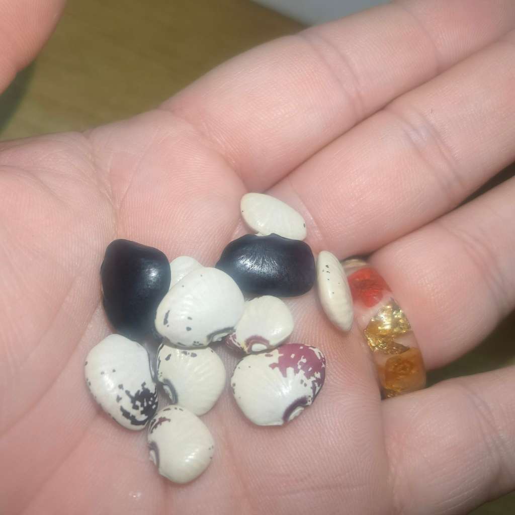 Bean Pole Wicks Lima (10 Seeds)