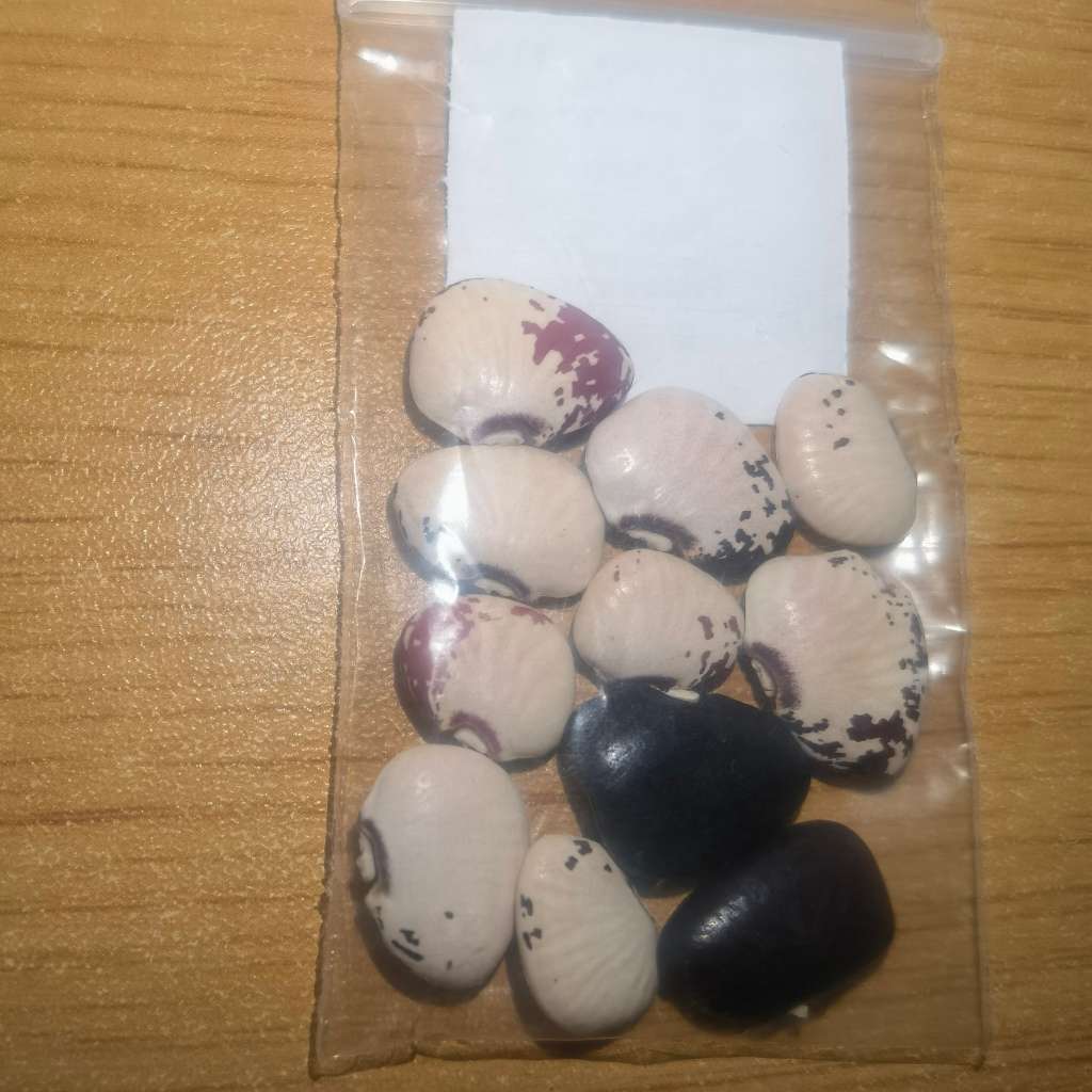 Bean Pole Wicks Lima (10 Seeds)