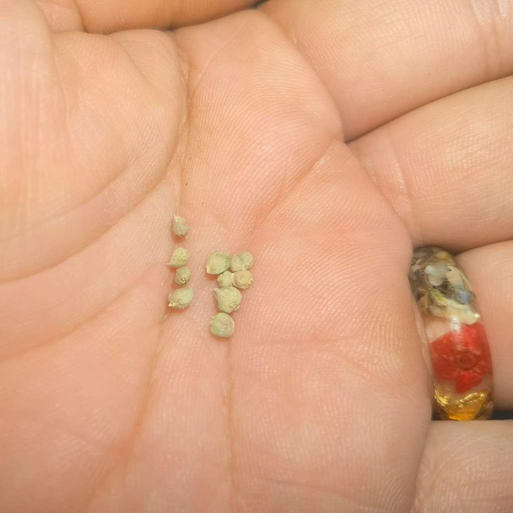 Spinach Matador (10 Seeds)