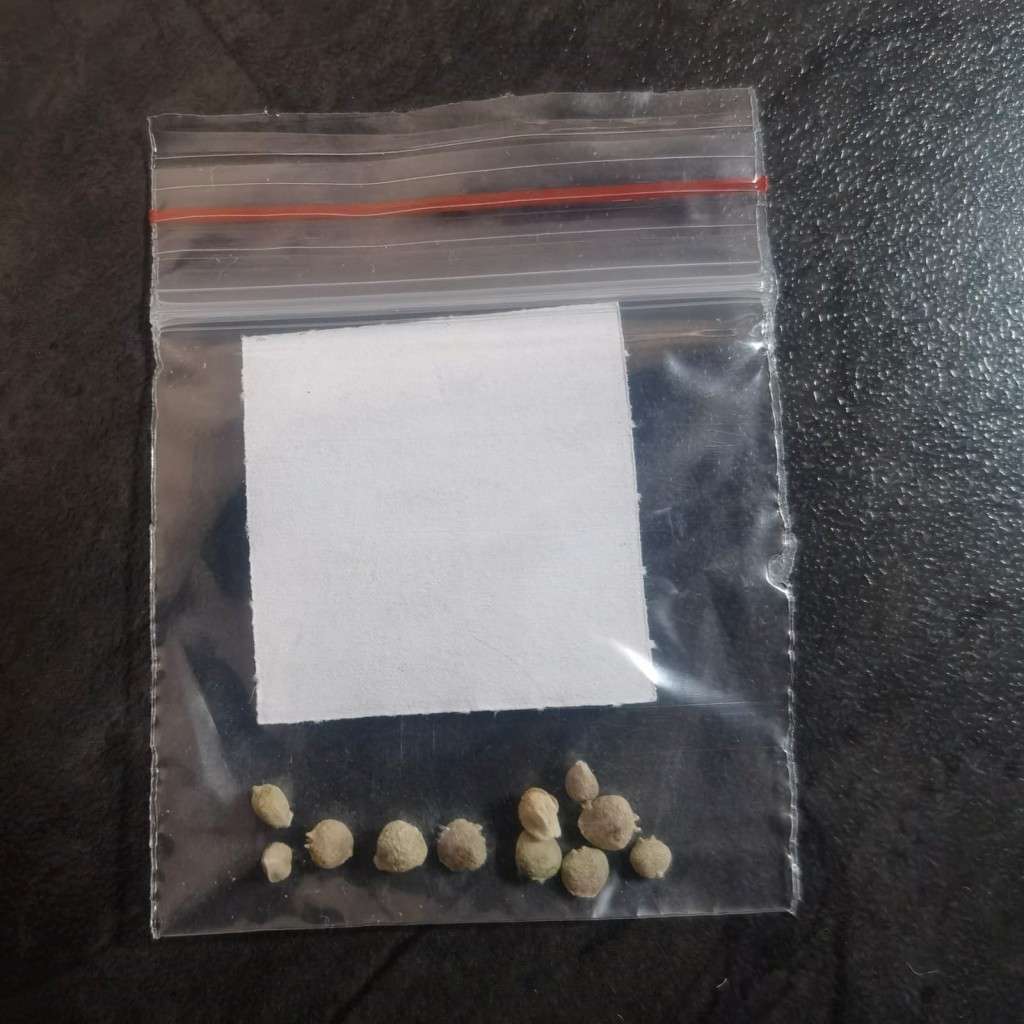 Spinach Matador (10 Seeds)