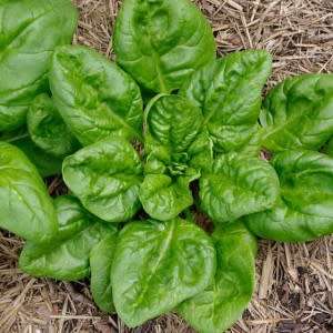 Spinach Matador (10 Seeds)