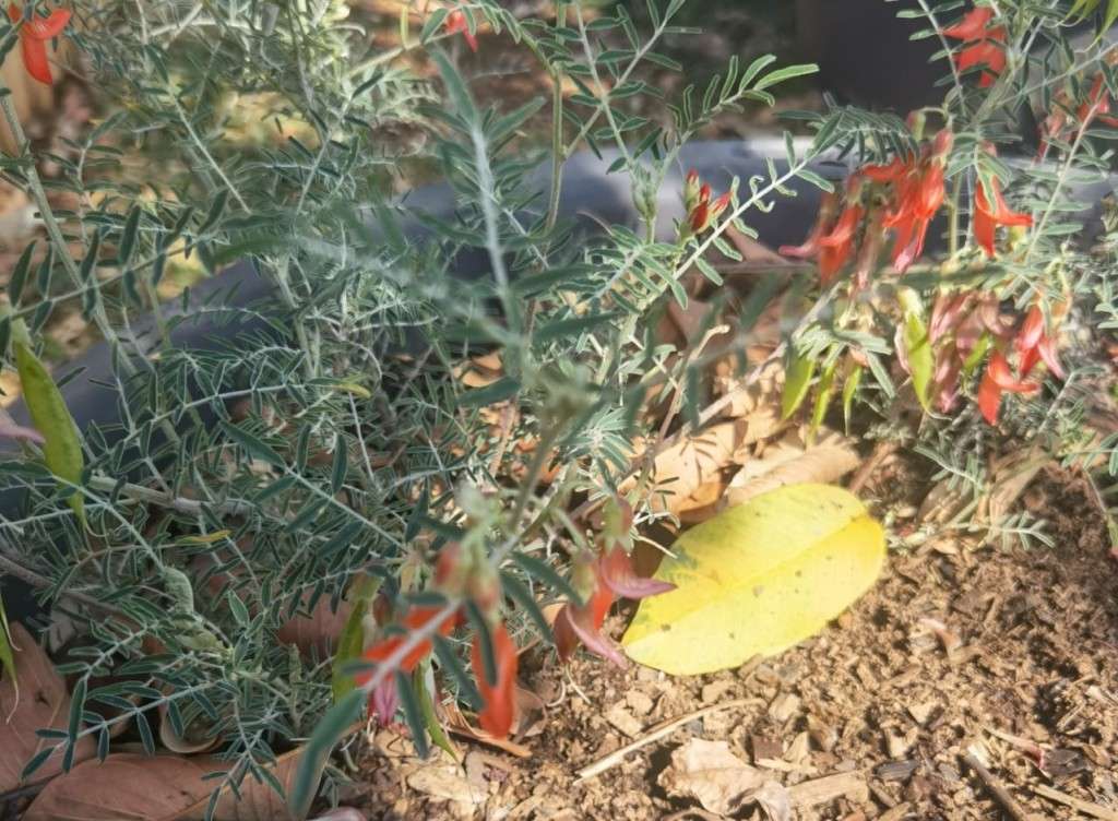 Cancer Bush (10 Seeds)