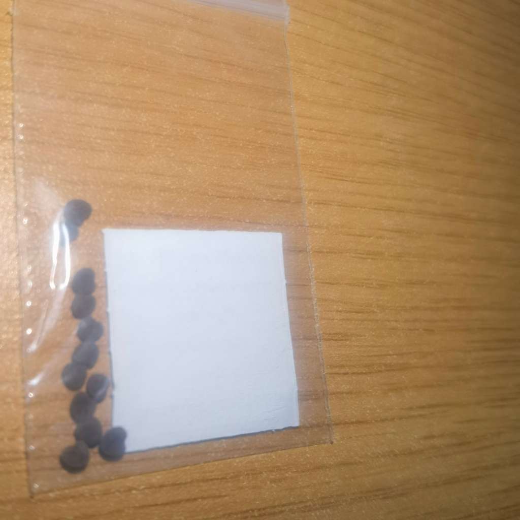 Cancer Bush (10 Seeds)