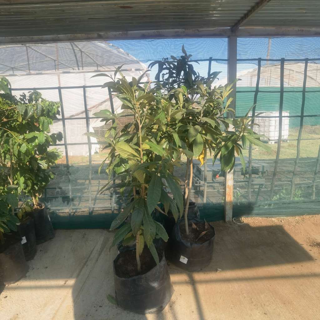 Loquat Tree (1.7-2m Tall)