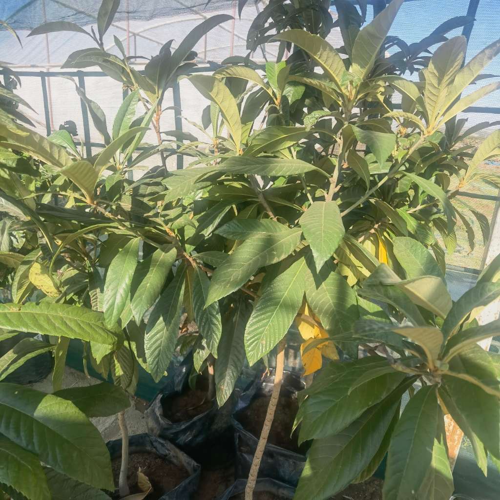 Loquat Tree (1.7-2m Tall)