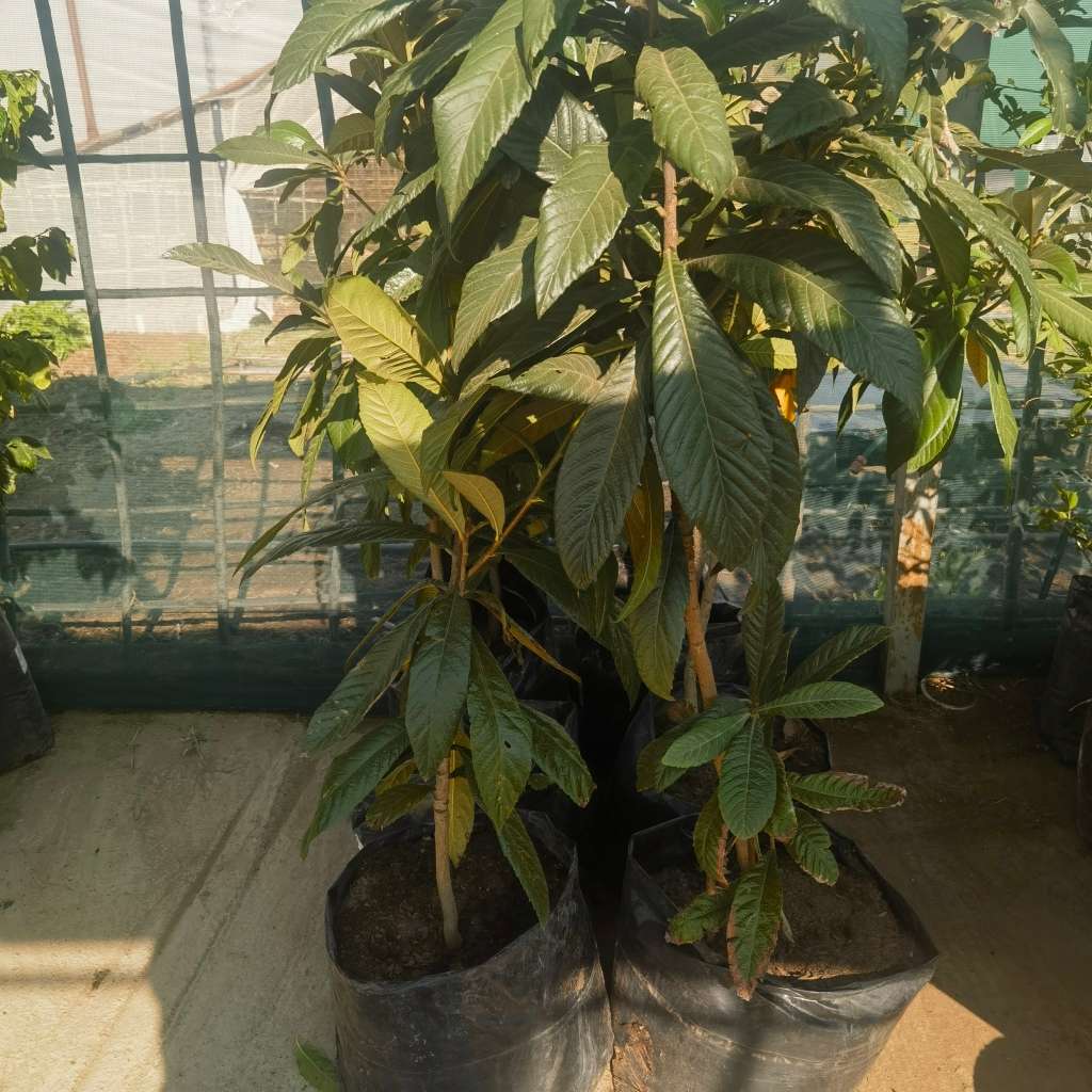 Loquat Tree (1.7-2m Tall)