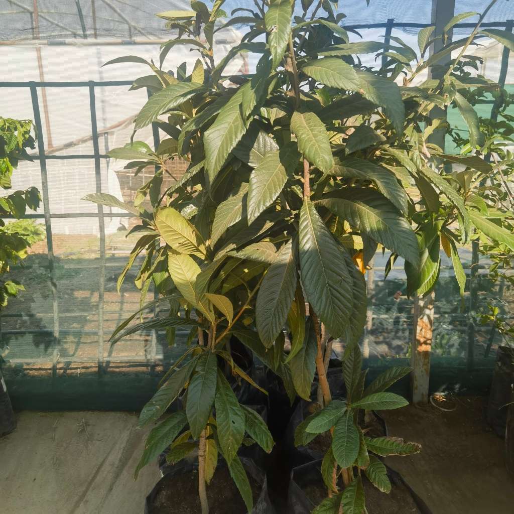 Loquat Tree (1.7-2m Tall)