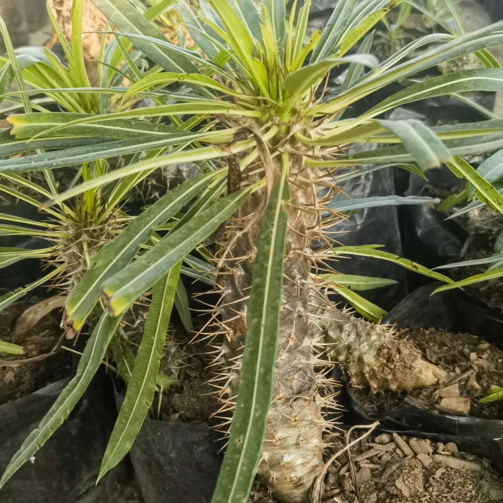 Halfmens (Pachypodium Lamerei) Seedling (3 Year Old)