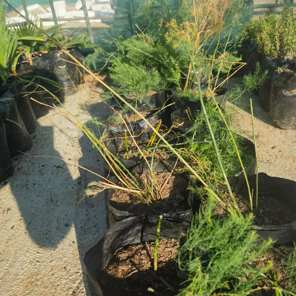 Asparagus Argenteuil Plant Organic (Into 4th year)