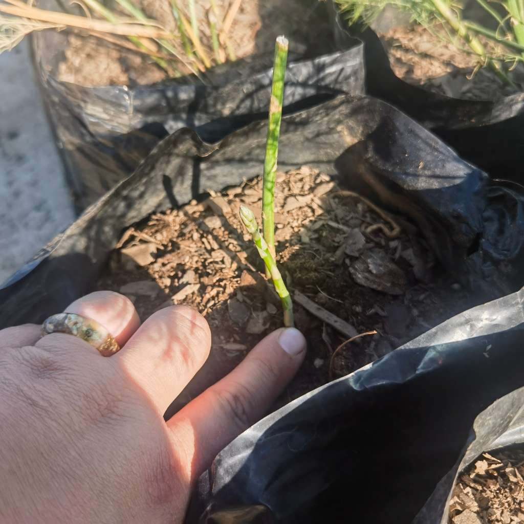 Asparagus Argenteuil Plant Organic (Into 4th year)