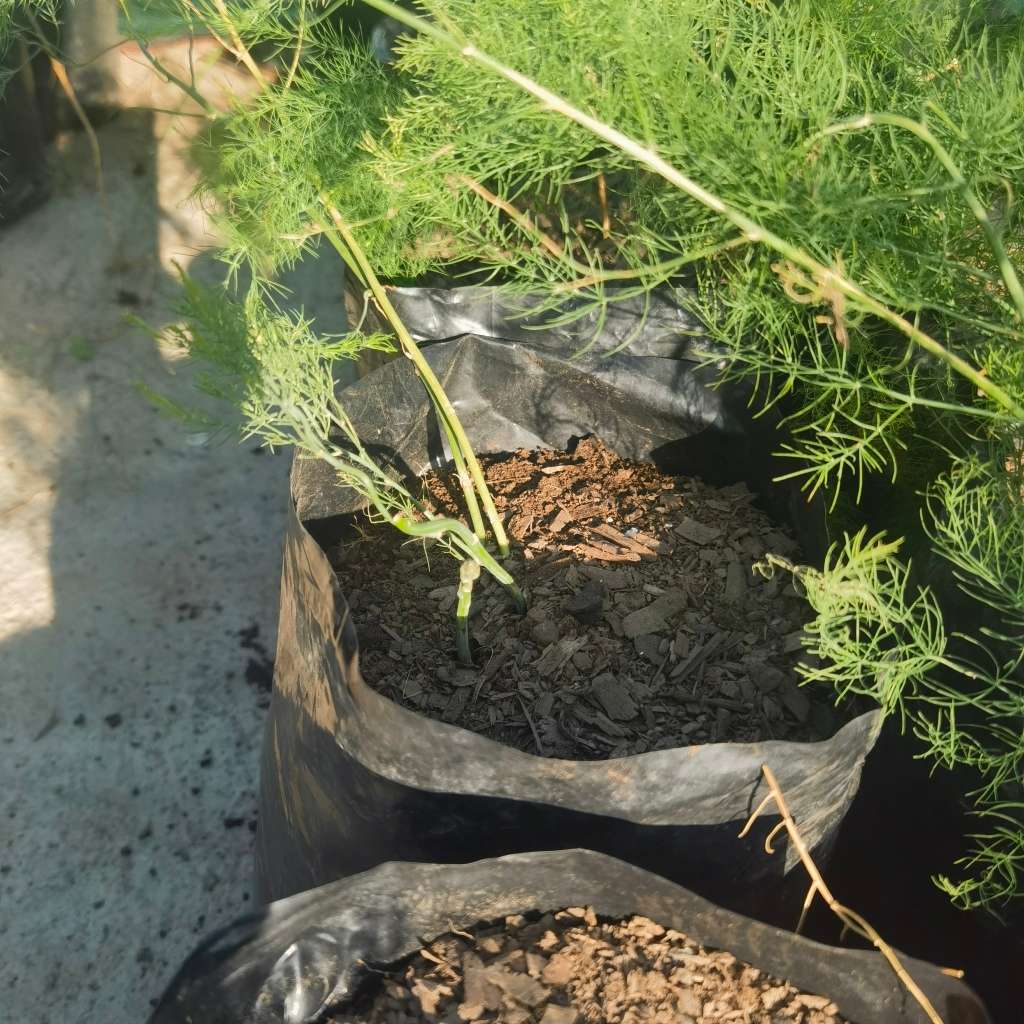 Asparagus Argenteuil Plant Organic (Into 4th year)