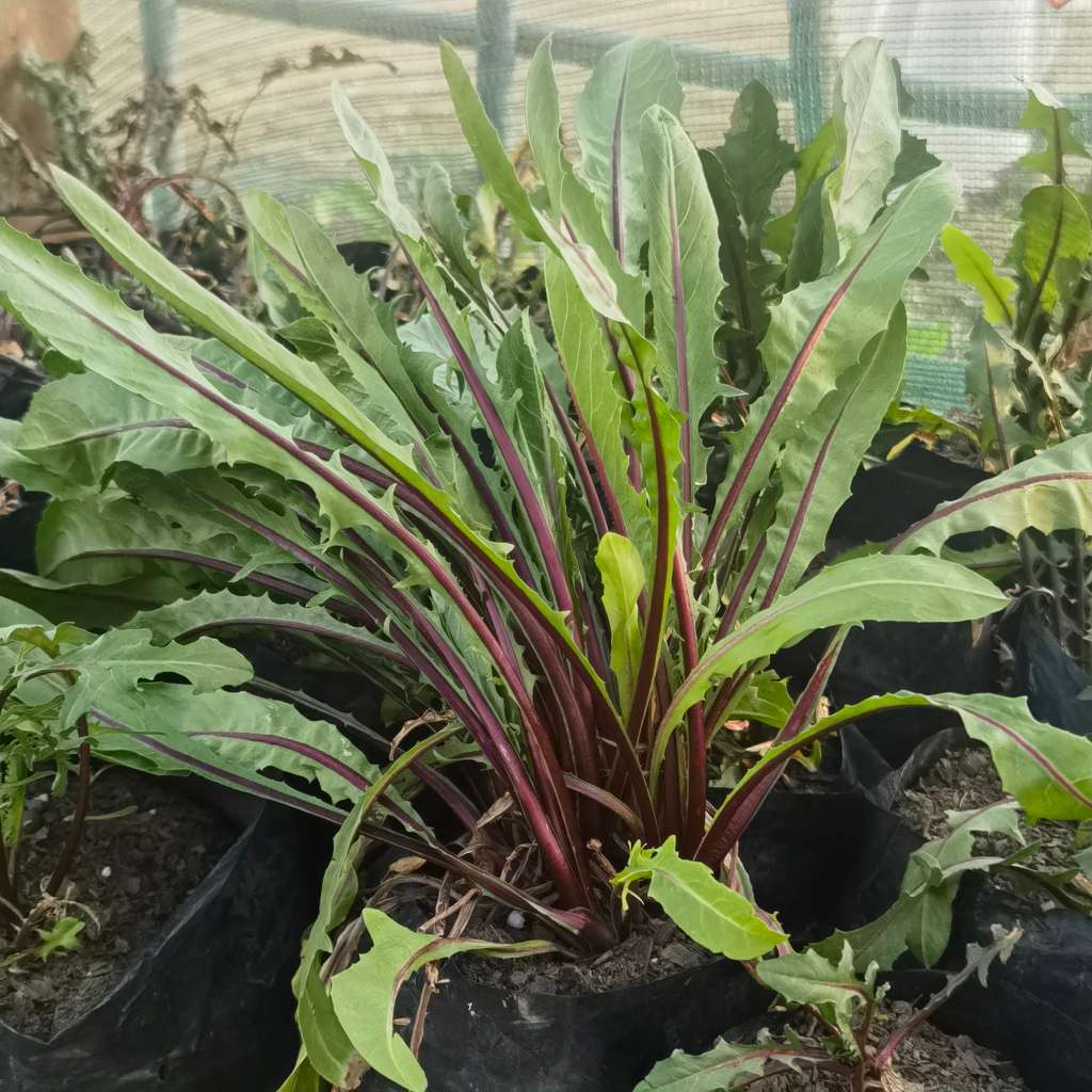 Italian Dandelion (20 Seeds)