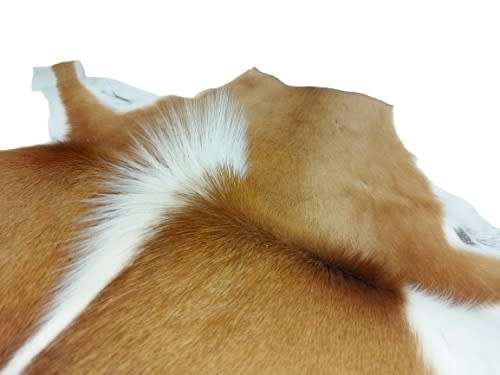 SPRINGBOK HIDE   (  FREE DELIVERY )