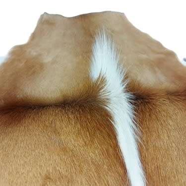 SPRINGBOK HIDE   (  FREE DELIVERY )