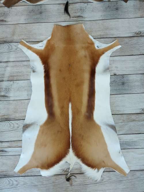 SPRINGBOK HIDE   (  FREE DELIVERY )