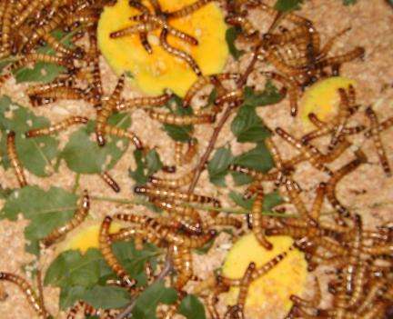 MEALWORMS