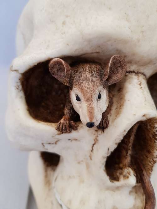 Super Cool Ceramic Life Size Human Skull Moneybox