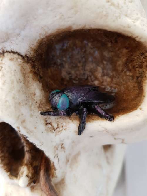 Super Cool Ceramic Life Size Human Skull Moneybox