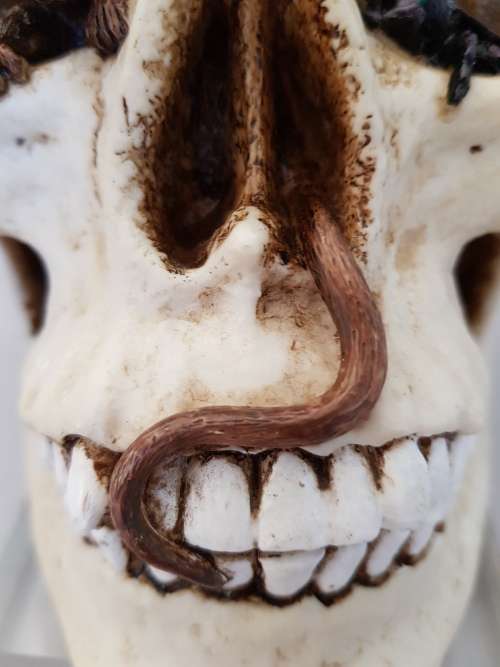 Super Cool Ceramic Life Size Human Skull Moneybox