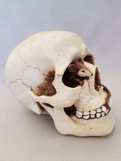 Super Cool Ceramic Life Size Human Skull Moneybox