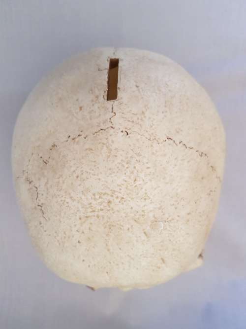 Super Cool Ceramic Life Size Human Skull Moneybox