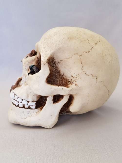 Super Cool Ceramic Life Size Human Skull Moneybox