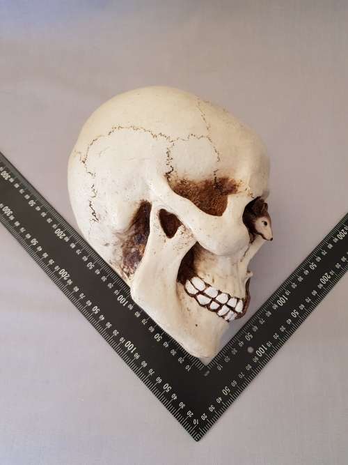 Super Cool Ceramic Life Size Human Skull Moneybox