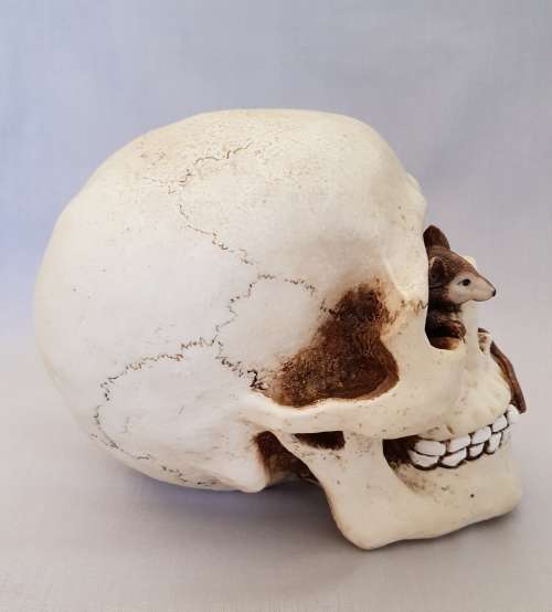 Super Cool Ceramic Life Size Human Skull Moneybox