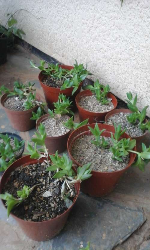 Sceletium Tortuosum Plants - Ethnobotanical