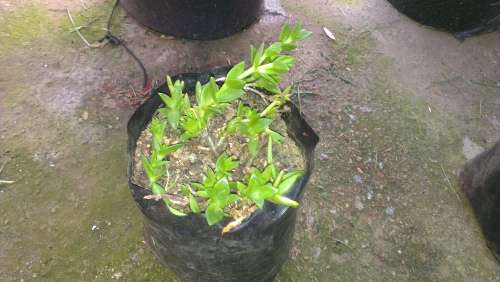 Sceletium tortuosum plants