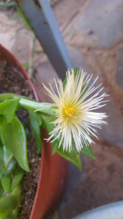 Sceletium tortuosum plants