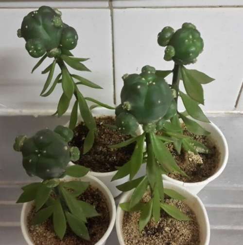 LOPHOPHORA WILLIAMSII CAESPITOSA/PEYOTE GRAFTS