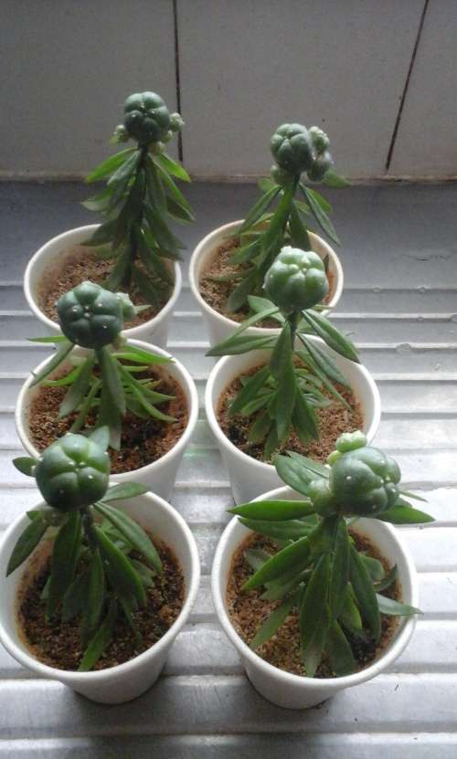 LOPHOPHORA WILLIAMSII CAESPITOSA/PEYOTE GRAFTS