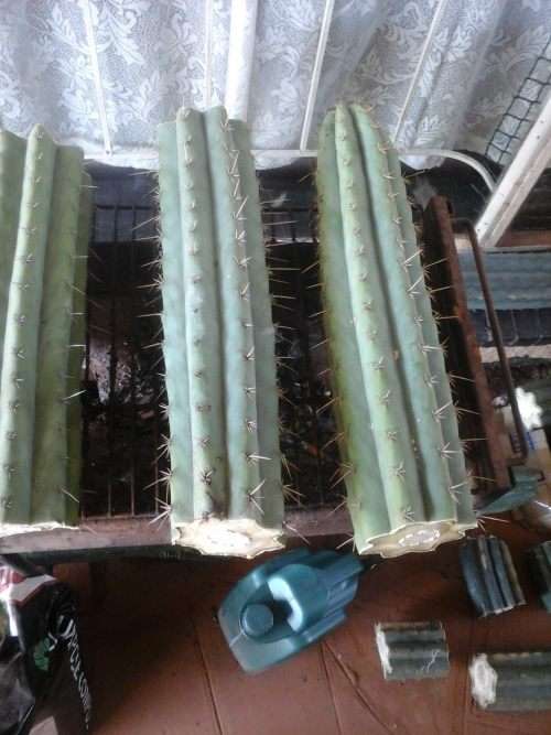 PSYCHOACTIVE PERUVIAN TORCH CACTUS CUTTINGS