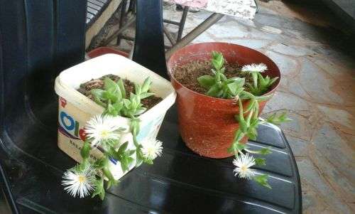 Sceletium Tortuosum Plants - Ethnobotanical