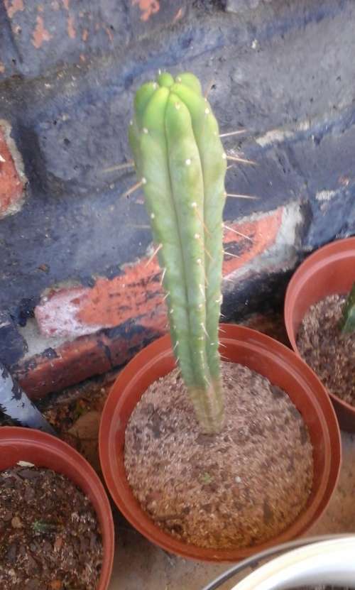 PSYCHOACTIVE BOLIVIAN TORCH CACTUS CUTTINGS 50cm