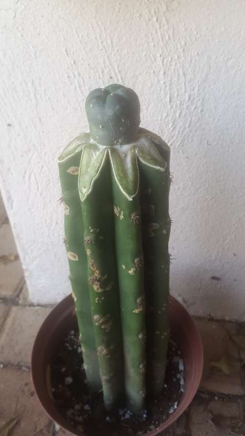 GRAFTED LOPHOPHORA WILLIAMSII CACTUS